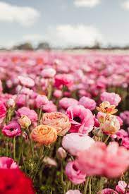 Flower Fields Carlsbad This Is The Best Time To Visit A Visitors Guide Beautiful Flowers Photography Amazing Flowers Flower Field