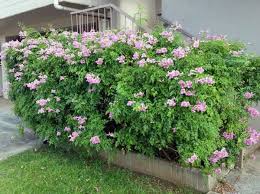 Image result for Podranea