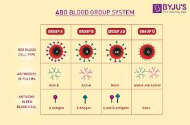 Image result for Blood Type