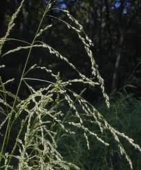 Image result for Glyceria