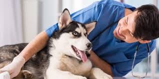 So how do you find a good vet in your area for your german shepherd (and for you)? How Do I Find Cheap Vets Near Me