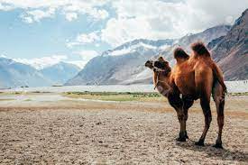 Most of the bactrian camels that you find today are domesticated. Double Hump Camel Walking In The Desert In Nubra Valley Ladakh Stock Photo Picture And Royalty Free Image Image 64804999