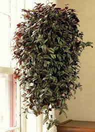11 Best Indoor Vines And Climbers You Can Grow Easily In Your Home Indoor Vines Vine House Plants Hanging Plants