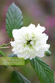 Image result for Rubus rosifolius