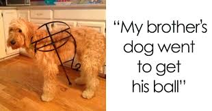 See more ideas about goldendoodle, puppies, labradoodle. 30 Hilariously Adorable Photos Of Goldendoodles Bored Panda