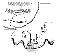 Some of the worksheets displayed are dna replication work, dna review work answer key, dna and replication work, dna replication protein synthesis answers, dna replication work, dna replication protein. Practicing Dna Transcription And Translation Quizlet