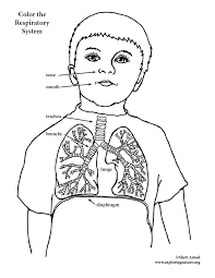 Respiratory system coloring pages are a fun way for kids of all ages to develop creativity, focus, motor skills and color recognition. Respiratory System Coloring Elementary