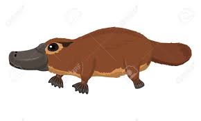 Australian Brown Platypus Duck Bill Ornithorhyncus Standing Royalty Free Cliparts Vectors And Stock Illustration Image 109624325 Hung from an antique gold plated chain with a lobster clasp. australian brown platypus duck bill ornithorhyncus standing