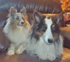 Sheltie blessings is an akc shetland sheepdog breeder, offering sheltie puppies for sale in and atwater's sheltie blessings provide shetland sheepdog puppies that have been bred and raised in. Turnock S Shelties