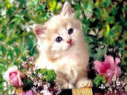 70 Cat Hd Desktop Wallpapers Download At Wallpaperbro Cute Cat Wallpaper Kittens Cutest Cute Animals