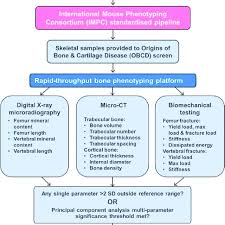 Flow Chart Showing How The Obcd Bone Phenotyping Platform