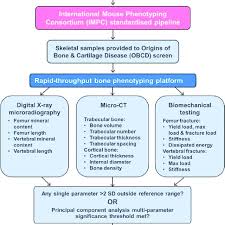 Flow Chart Showing How The Obcd Bone Phenotyping Platform