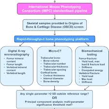 flow chart showing how the obcd bone phenotyping platform