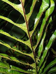 Image result for Drynaria volkensii