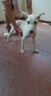 Animal care ngo near me. Krupa Animal Hospital And Shelter Bangalore Ngo For Treatment And Rehabilitation Of Animals Ngo For Treatment And Rehabilitation Of Animals Our Website Krupalovinganimals Weebly Com