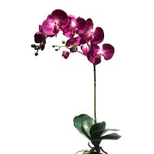 Our focus is on quality. Yayun A 1090 Natural Artificial Silk Phalaenopsis Orchid Plant With Leaves Roof Buy Silk Phalaenopsis Orchid Artificial Silk Phalaenopsis Orchid Natural Artificial Silk Phalaenopsis Orchid Product On Alibaba Com