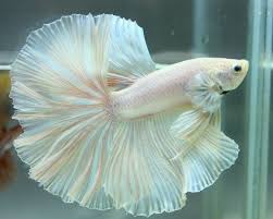 Beautiful Betta White Platinum Rose Tail Over Half Moon Ohm Male In 2020 Betta Fish Types Betta Fish Betta