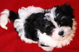 Black And White Havanese Puppy For Sale Chocolate Havanese Puppy Chocolate Havanese Puppy For Sale Chocolate Havanese Havanese Puppies Havanese Puppies