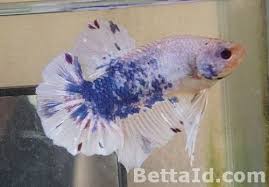 Jual Grosir Ikan Cupang Hias Tangerang Betta Id Ikan Cupang Betta Ikan