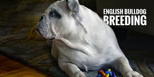 Whether you just brought a new english bulldog puppy into your life, or adopted from a bullie rescue — you need to learn about harnesses. Breeding English Bulldogs History Health And Best Practices