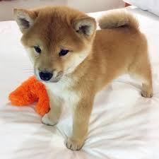 We did not find results for: Shiba Inu Baby Doge Novocom Top