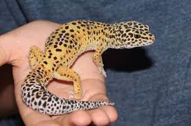 When Do Leopard Geckos Reach Adulthood