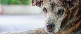 If your cat doesn't improve rapidly and you think an underlying medical condition is causing the vomiting, contact your veterinarian. Causes Of Vomiting In Dogs And Cats Morris Animal Foundation