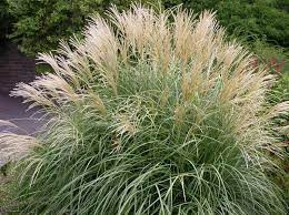 Pin On Gardening For Those Who Don T