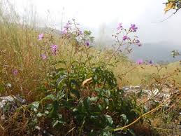 Image result for Dissotis swynnertonii