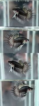Due to selective breeding, the ever popular male betta splendens, or siamese fighting fish, is now available in an enormous array of colours and tail types. Cellophane Betta