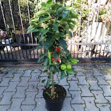 Check spelling or type a new query. Jablone Zakrpatene Balkonove Trpaslicie Ovocne Stromy Predaj