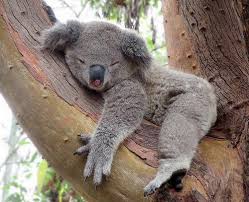 Koalas Sleep For 22 Hours Per Day The Rest Of Their Time Is Spent Eating And Wandering Around Aimlessly Looking For A Mate When They Don T Find One They Ll Eventually Give Up