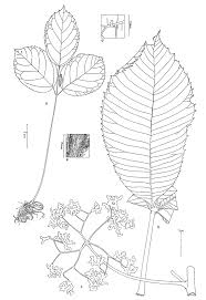 Image result for Myrianthus arboreus