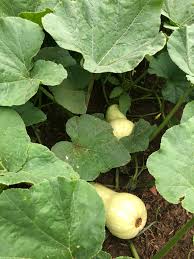 Image result for Cucurbita moschata