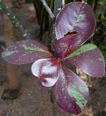 Image result for Euphorbia umbellata