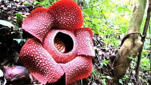 Bunga sakura sendiri mempunyai arti besar dalam budaya jepang. Sejarah Rafflesia Arnoldii Bunga Raksasa Dari Bengkulu