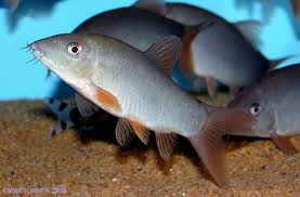 Image result for Kotschya ochreata