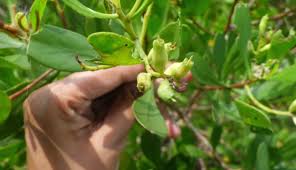 Image result for Lumnitzera racemosa