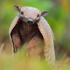 13 Things You Didn T Know About Armadillos Interesting Animals Weird Animals Animals