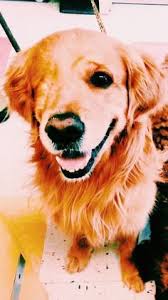 Image result for Suckers to date, cows to call. Sheri Beth Jarrot.