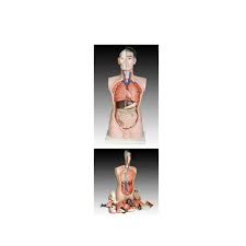 More buying choices $25.00 (8 new offers) China 85cm With Colour Male Human Anatomy Torso Model Manufacturer And Pricelist Lianying Enterprise