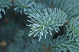 Blue needled evergreen conifer family: Montgomery Blue Spruce