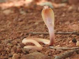 I finally got around to drawing a cobra that doesn't incorrectly have extra neck flaps. In A First Rare Albino Cobra Rescued In Bengaluru Bengaluru News Times Of India
