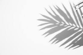 Black Shadow Leaf On White Backdrop White Backdrop Black Shadow Shadow