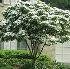 Synonyms are benthamia kousa and cynoxylon kousa. Dogwoods Cornus Kousa New Blooms Nursery