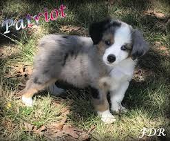 Check spelling or type a new query. Miniature Australian Shepherd Puppy For Sale In Forestburg Tx Adn 47344 On Puppyf Shepherd Puppies Australian Shepherd Puppies Australian Shepherd Blue Merle