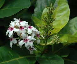 Image result for Pseuderanthemum ludovicianum