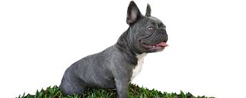 The toy bulldog was bred in england and no longer exists. Huggabulls Mini English And French Bulldogs Tampa Fl