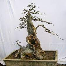 榔榆盆景欣赏 艺苑 艺苑博客欢迎您 bonsai tree bonsai art bonsai