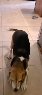 @DantesWolf01's video Tweet